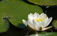 White water lily (Nymphaea alba)